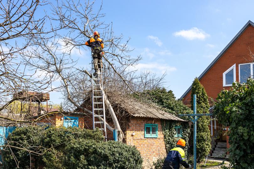 How TreeServiceMatch connects you with tree trimming companies