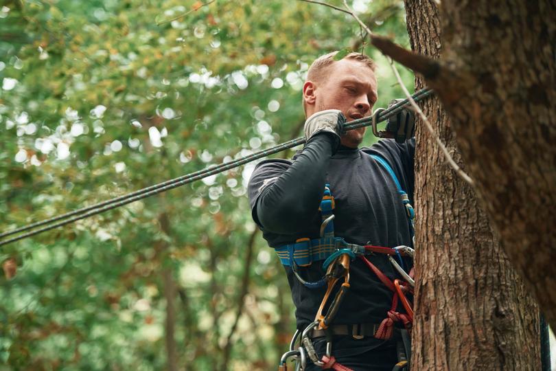 TreeServiceMatch: Your trusted source for finding tree trimming services