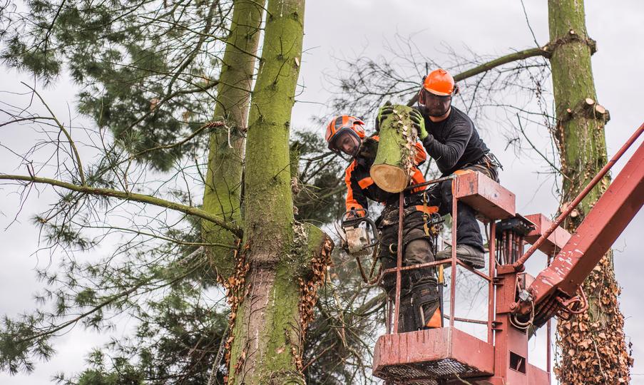 how TreeServiceMatch works for tree service projects