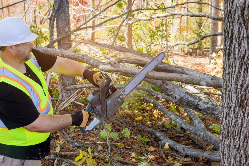 A team of arborists providing professional tree care services