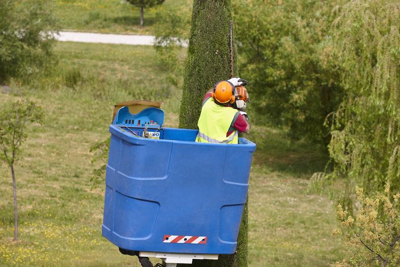 Professional tree trimming services