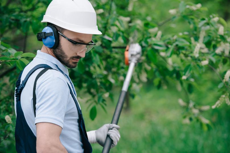 Professional tree trimming services