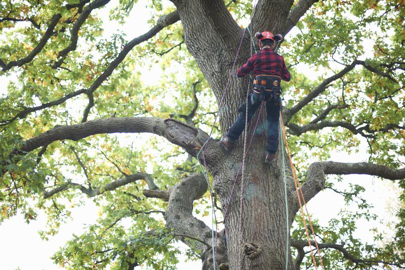 Professional tree trimming services