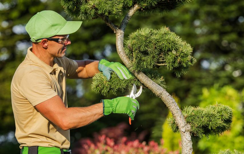 A team of arborists providing professional tree care services