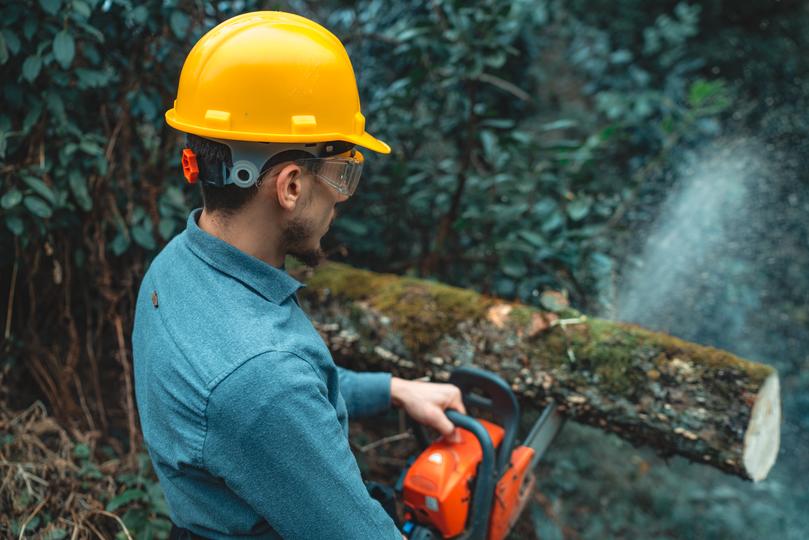 Professional tree trimming services