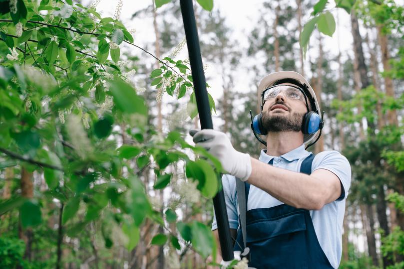 An arborist trimming a tree for optimal health and appearance