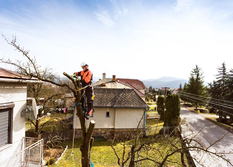 Efficient stump removal services