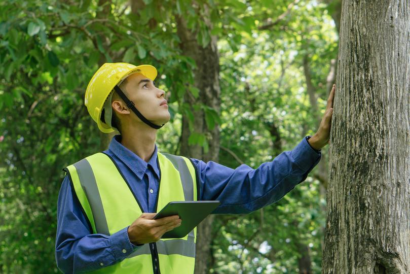 A team of arborists providing professional tree care services